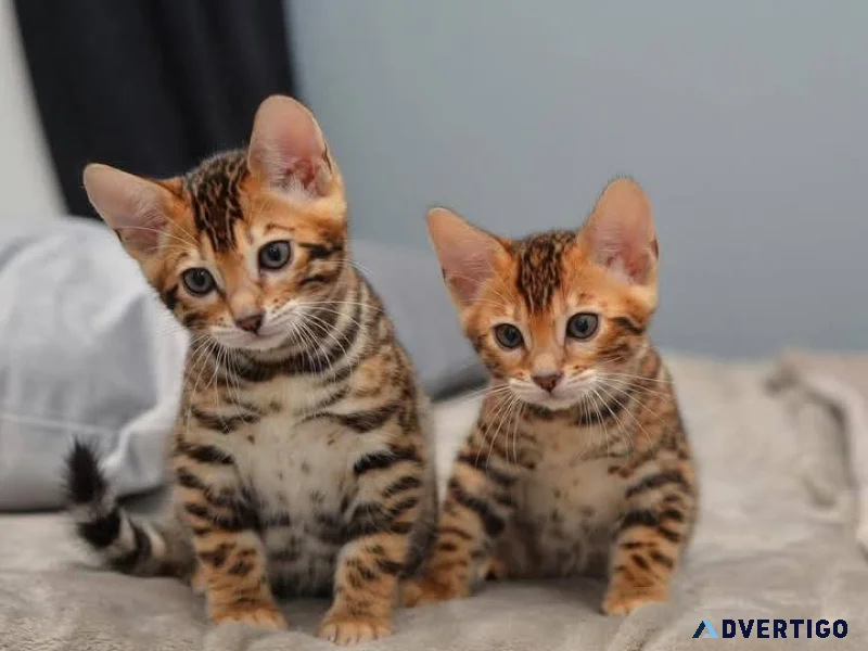 Beautiful bengal kittens available for loving homes