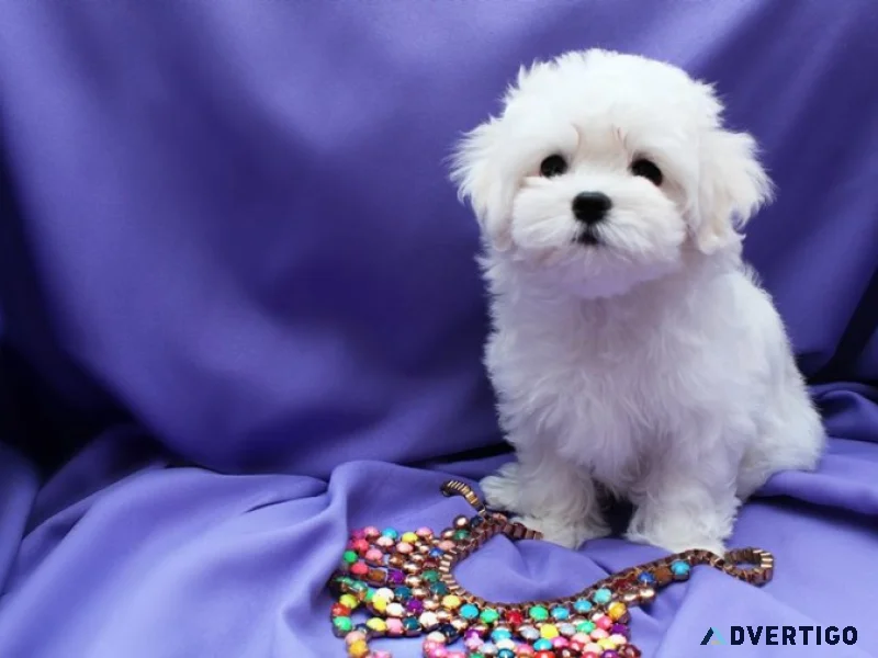 We have adorable maltese puppies