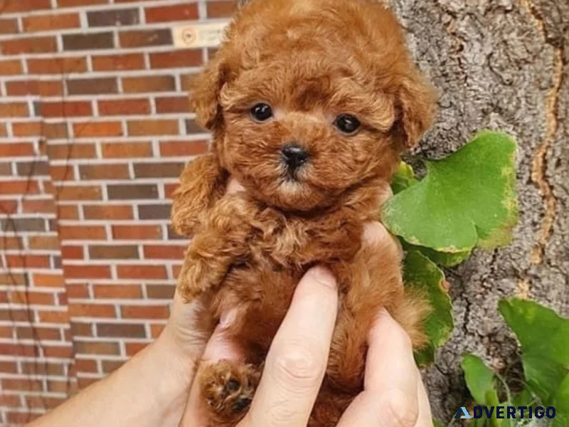 Adorable poodle puppies