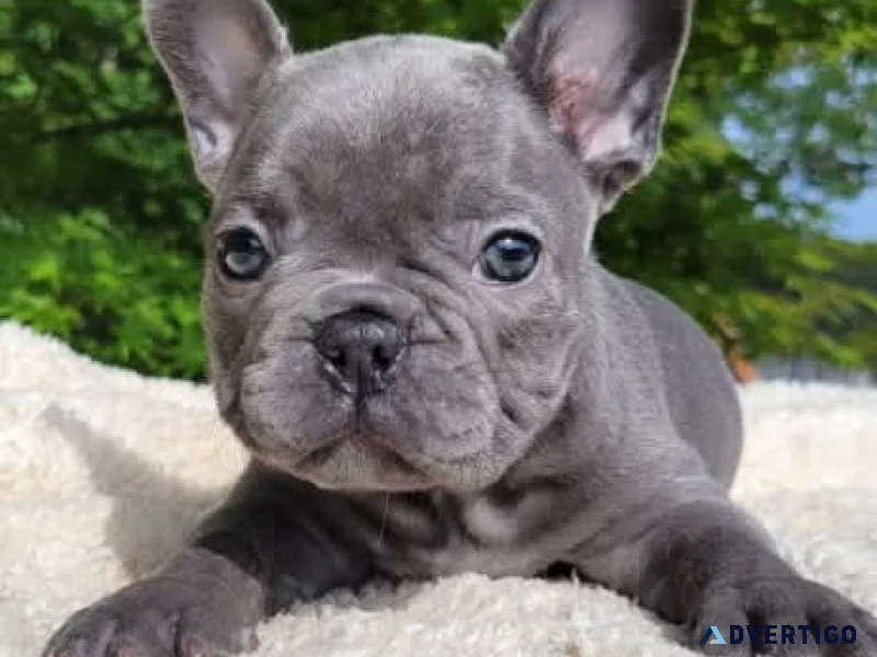 We have french bulldog puppies