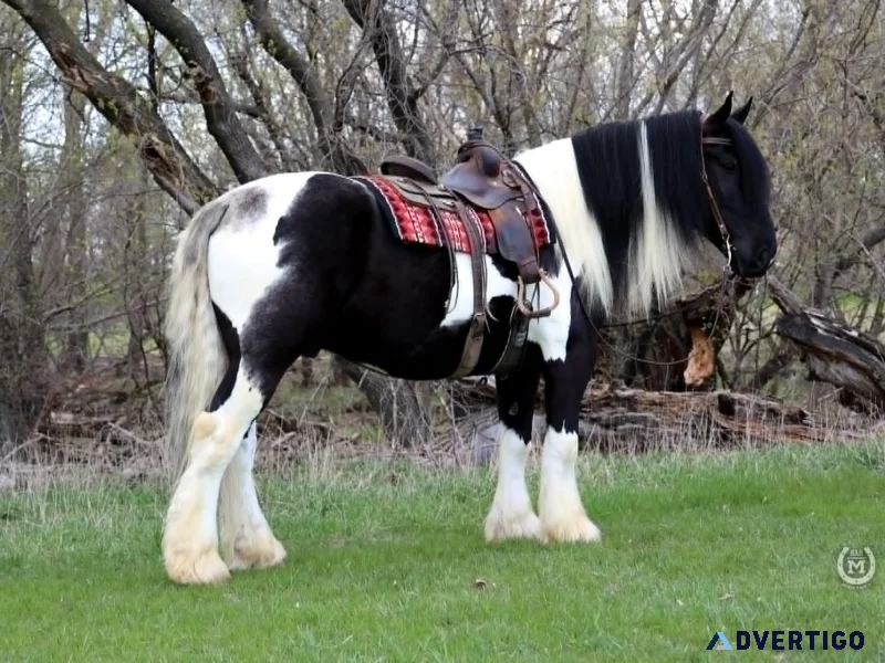 Apache gypsy gelding horses