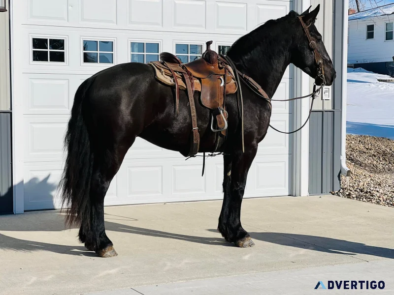 Bentley Gelding Quarter Horse 