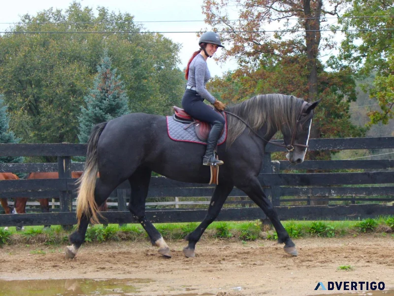 Tulip mare warmblood horses