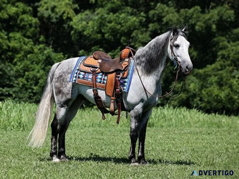 Andy gelding andalusian horse