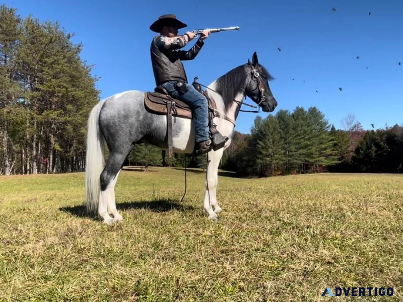 Big blocks chrome kentucky mountain saddle horse