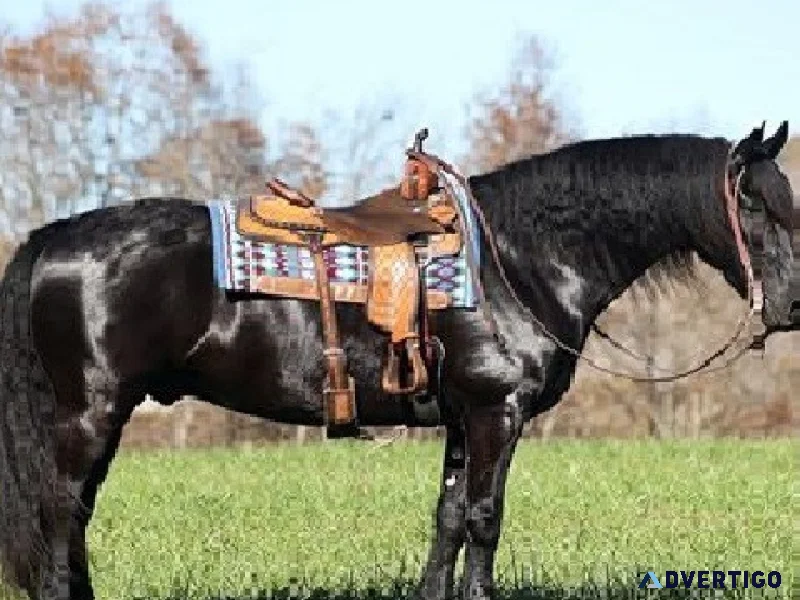 A del fuego gelding friesian horses