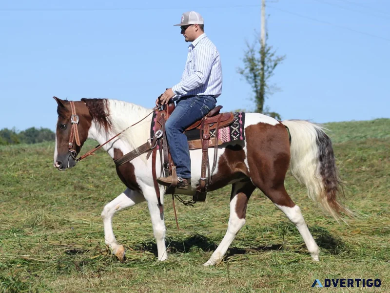Bandit gelding tennessee walking horse