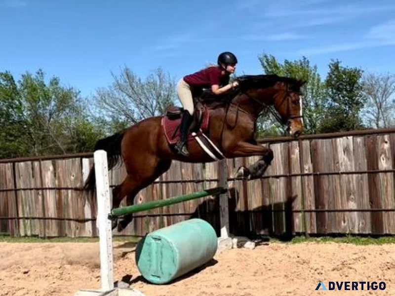 Lincoln gelding thoroughbred horse