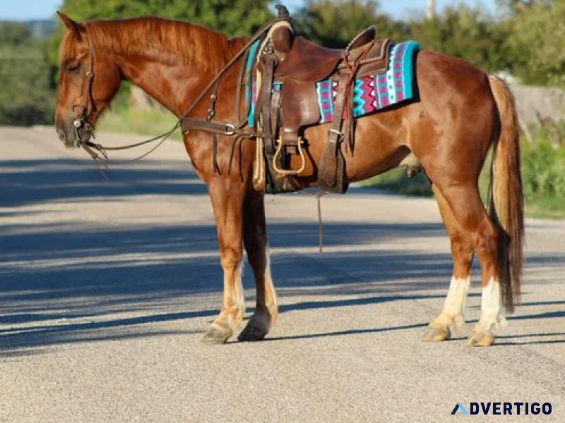 Manny gelding mustang horses