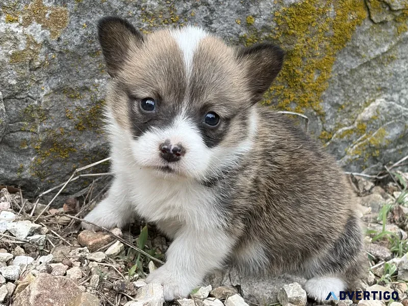 Corgi puppy