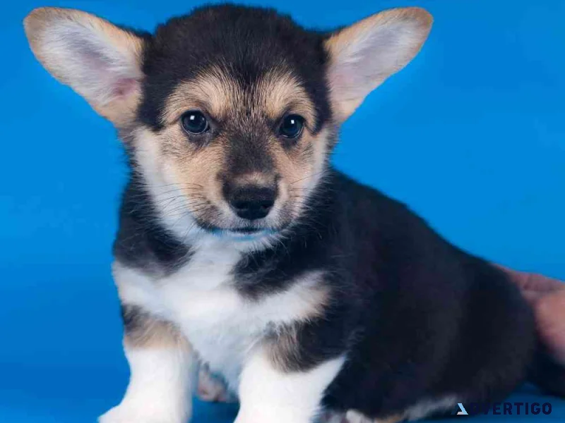 Pembroke welsh corgi for rehoming