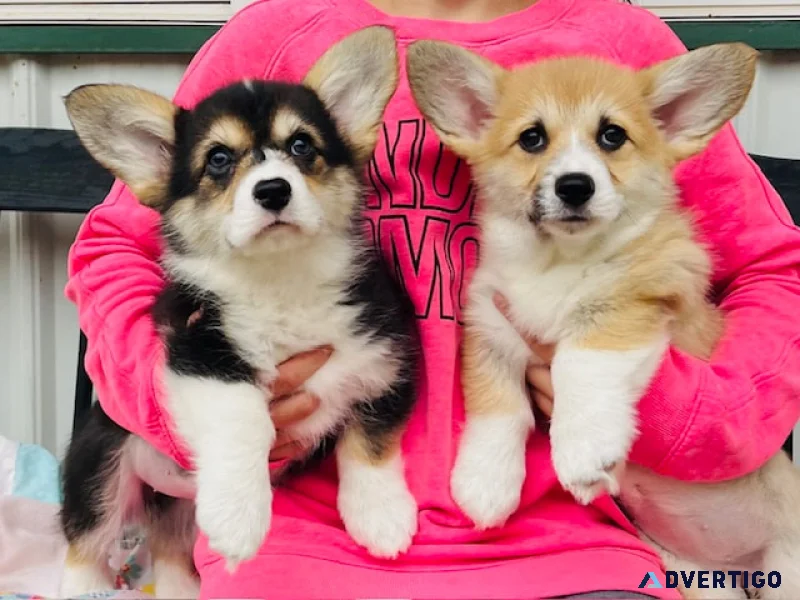 Pembroke welsh corgi puppies