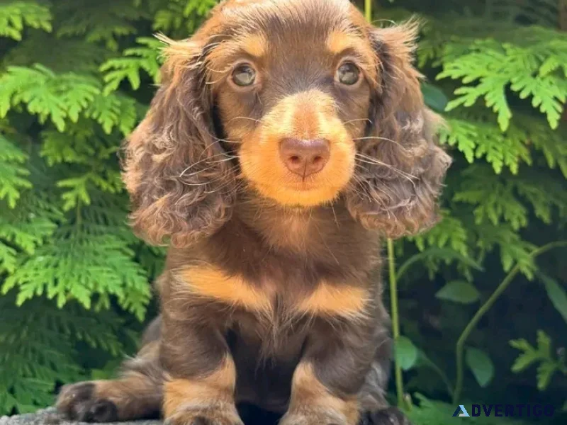 Miniature dachshund puppy for adoption