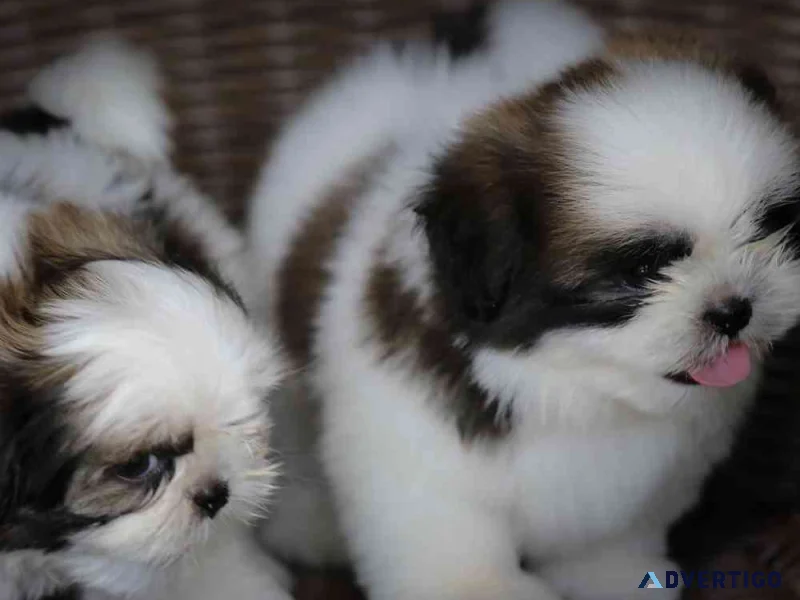 Akc reg shih tzu puppies