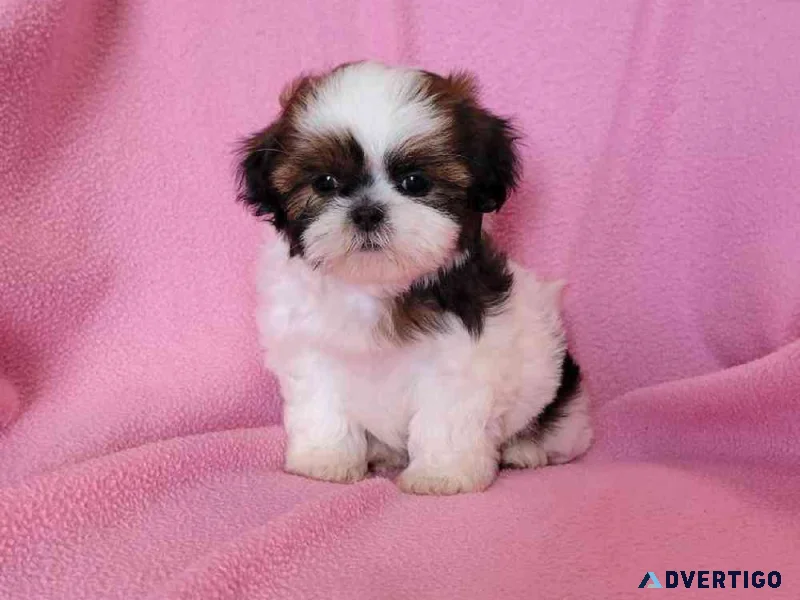 11 weeks shih tzu puppies