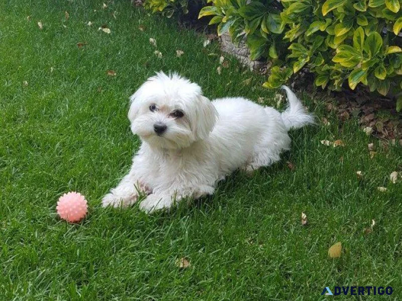 Maltipoo