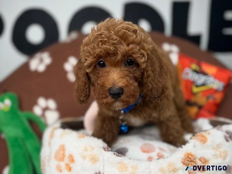Ready to welcome a wellbehaved happy and healthy puppy