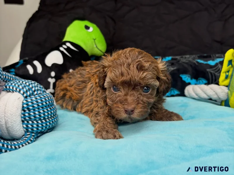 Gorgeous brownish toy poodle puppy