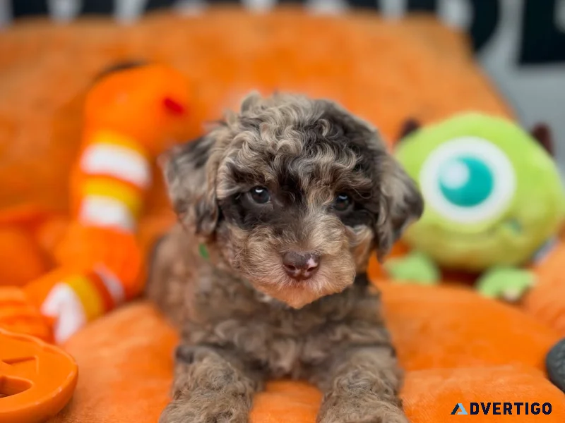 Toy poodle puppies 832 258 5442