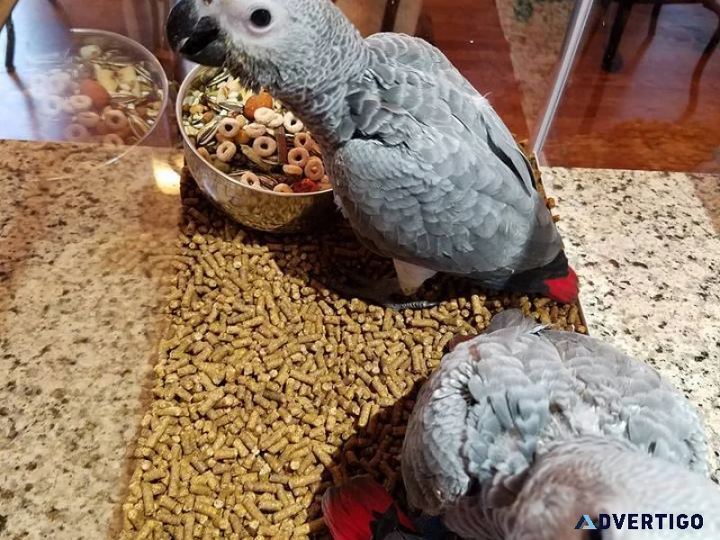 Breeding pairs of african greys macaws electus and their babi