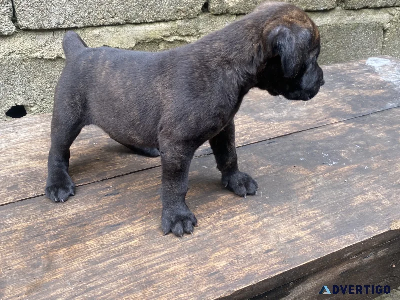 Beautiful cane corso puppies looking for their forever homes