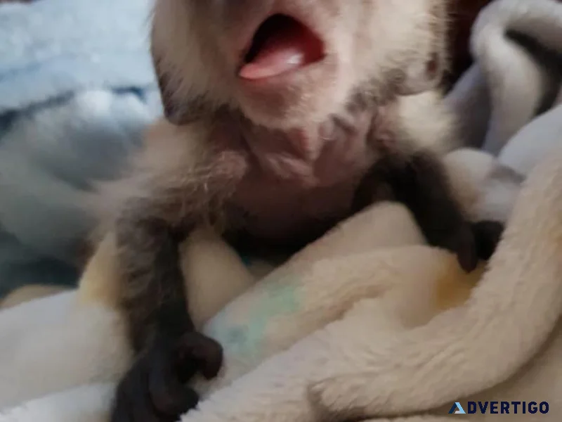 Capuchin marmoset monkeys available for adoption