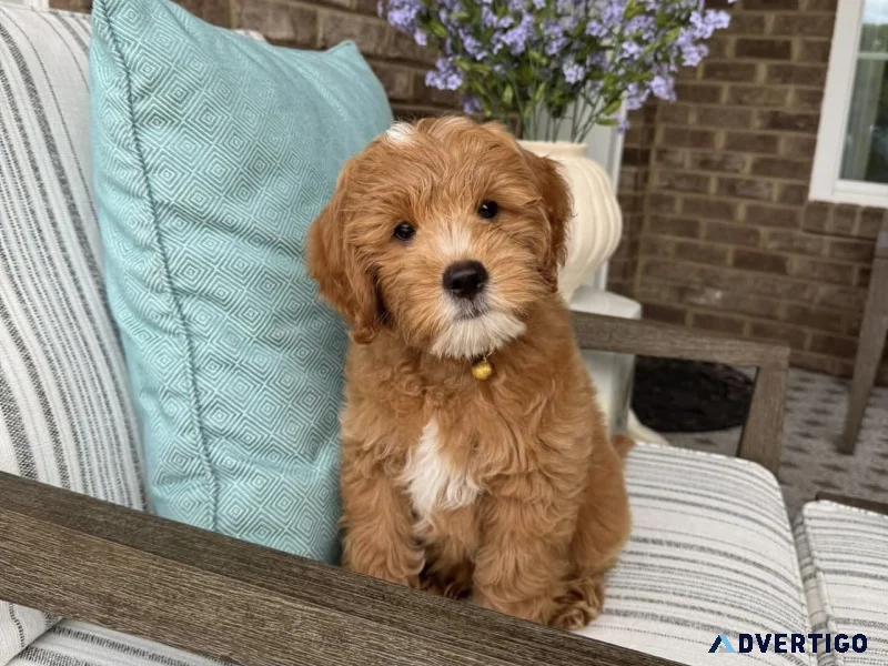 Excellent mini golden doodle puppies