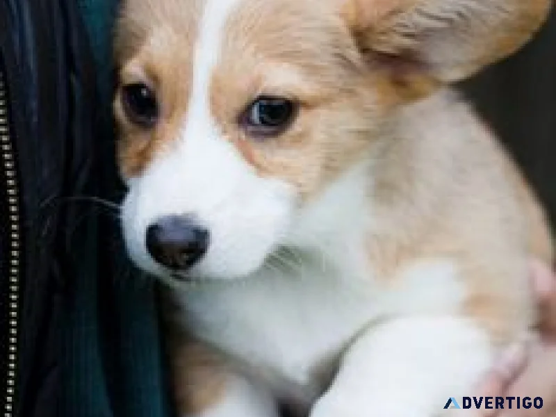 Trained short corgi puppies available