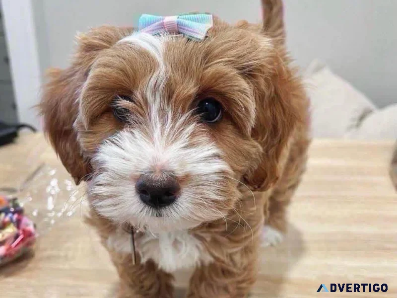 Adorable female mini golden doodle puppy