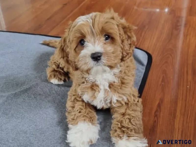 Stunning mini golden doodle puppies for new homes
