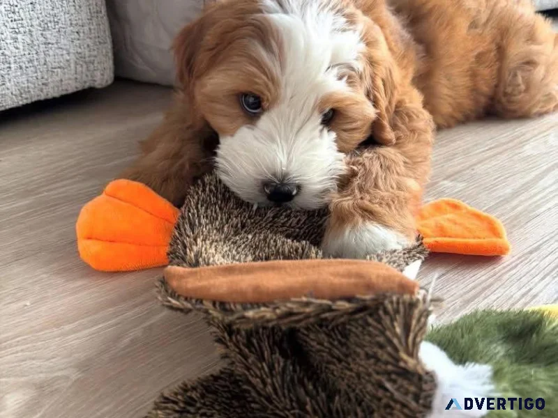 Amazing mini golden doodle puppy
