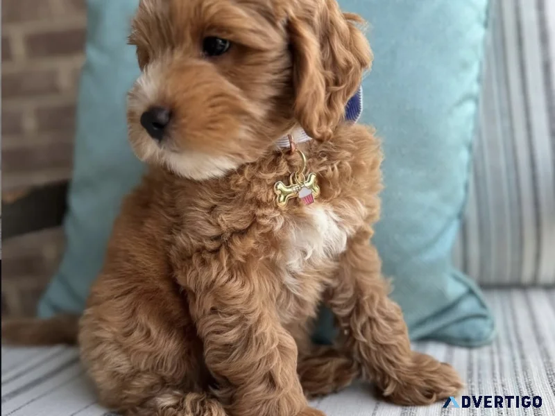 Home trained mini golden doodle puppies