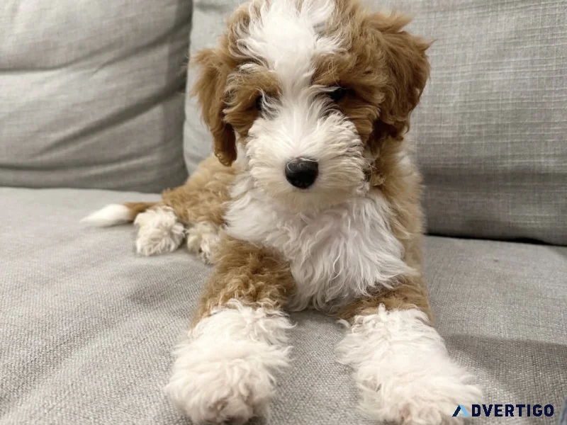 Sweet mini golden doodle puppies