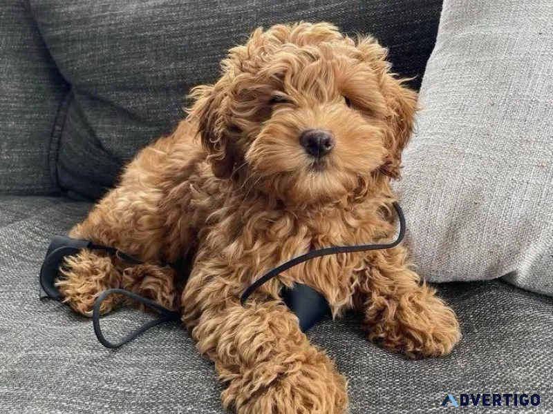 Lovely mini golden doodle puppy