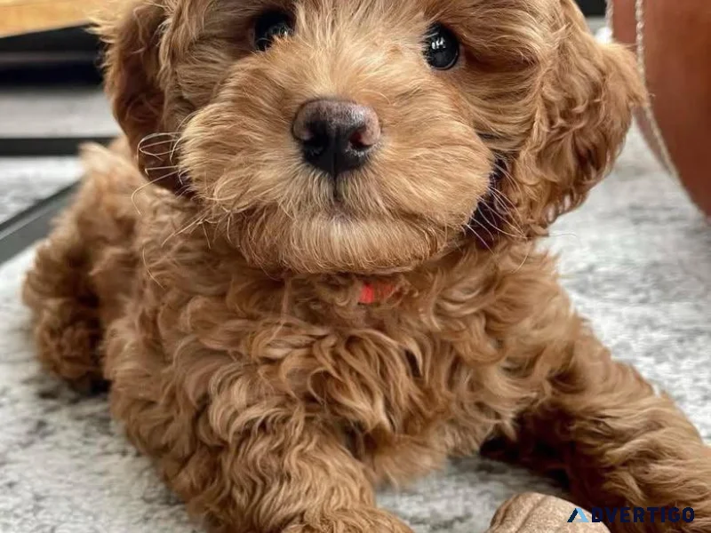 Beautiful mini golden doodle puppy