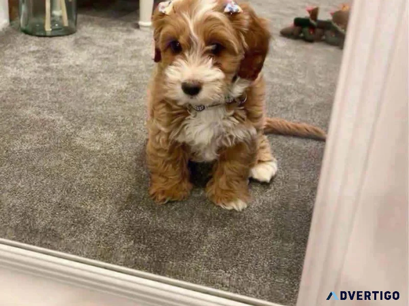 Loving mini golden doodle puppies