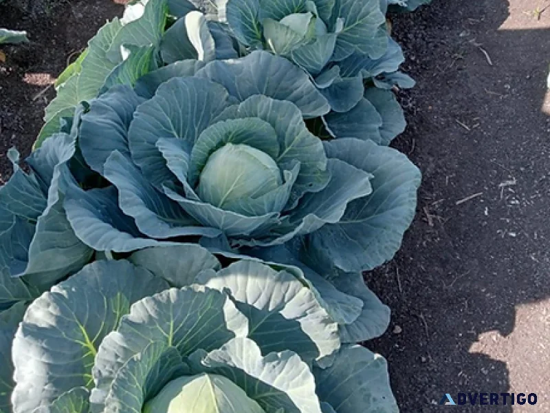 Hybrid cabbage seeds iris seeds