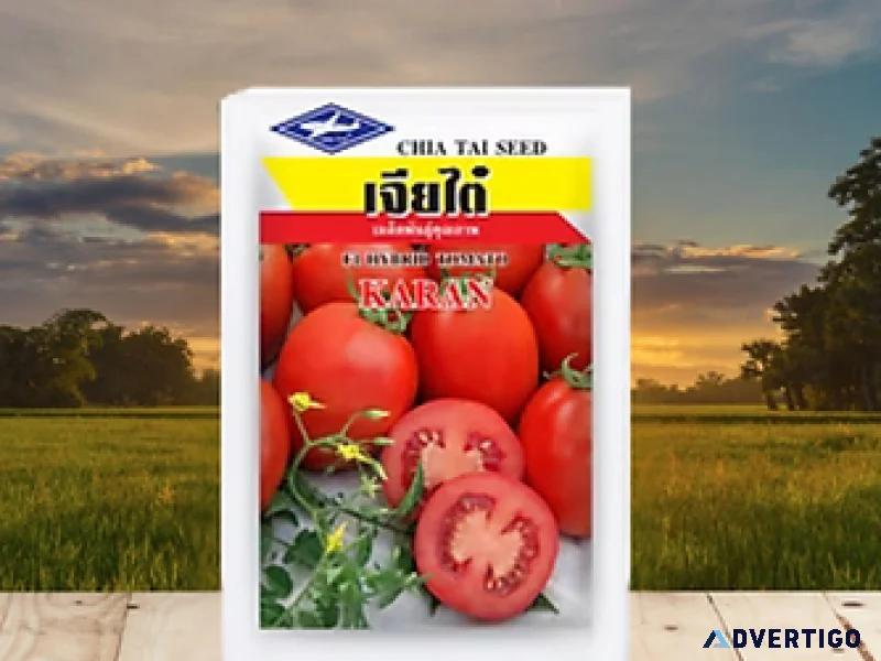 F1 hybrid tomato seeds hindustan seeds