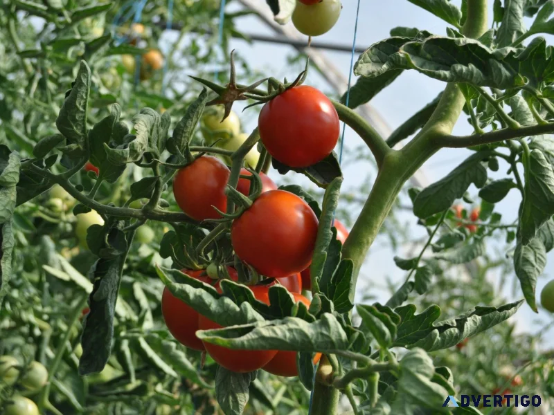 Hybrid vegetable seed company in india platinum seeds