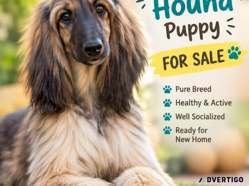 Afghan hound puppies for sale in kochi
