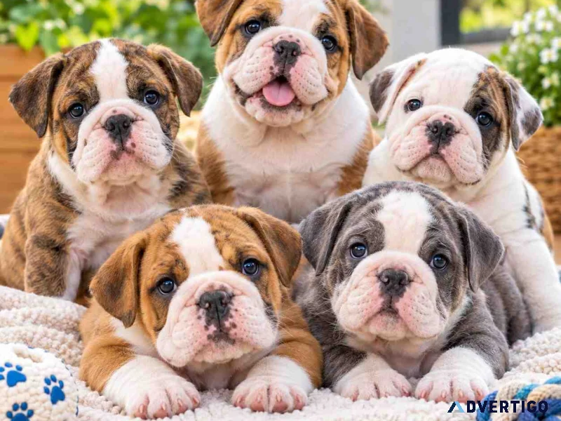 British bulldog puppies for sale in kochi