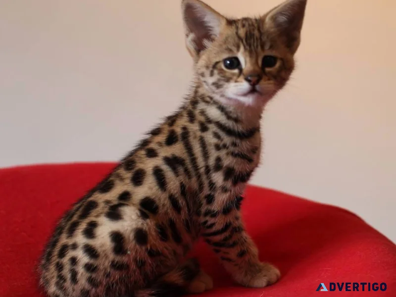 Savannah kittens