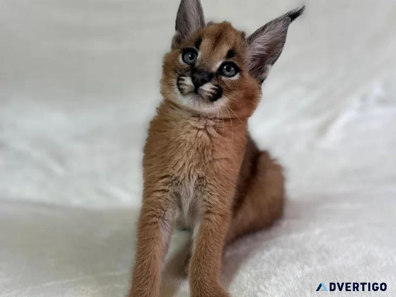 Caracal kittens available
