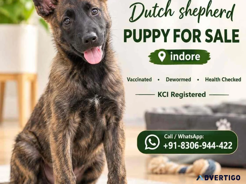 Dutch shepherd puppies for sale in indore