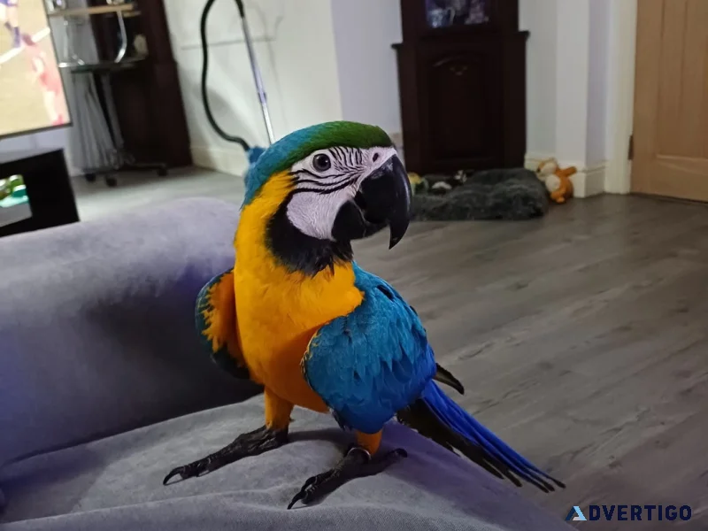 Playful blue and gold macaw parrot