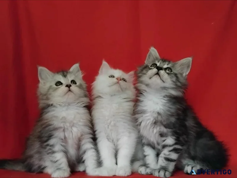 Pure maine coon kittens 2 boys 4 girls