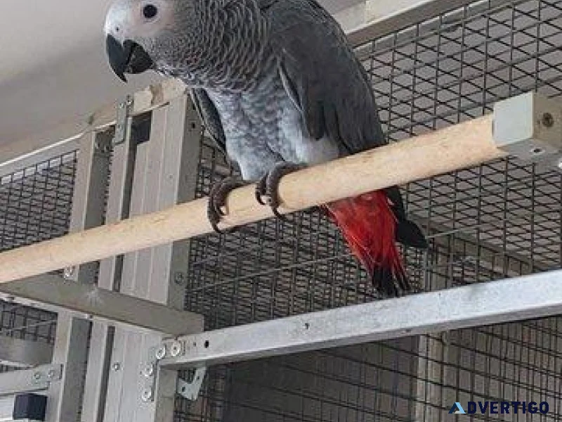 Congo african gray parrot