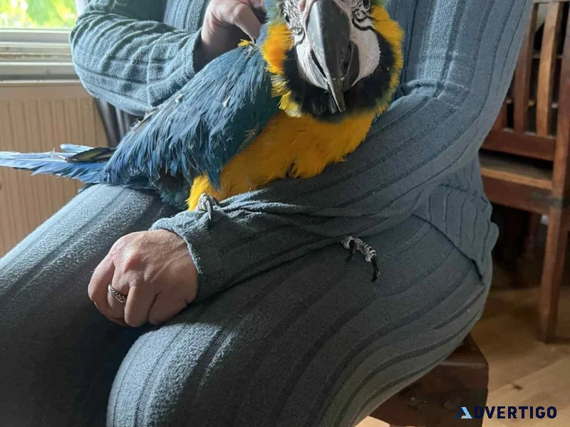 Hand reared blue and gold macaw parrot