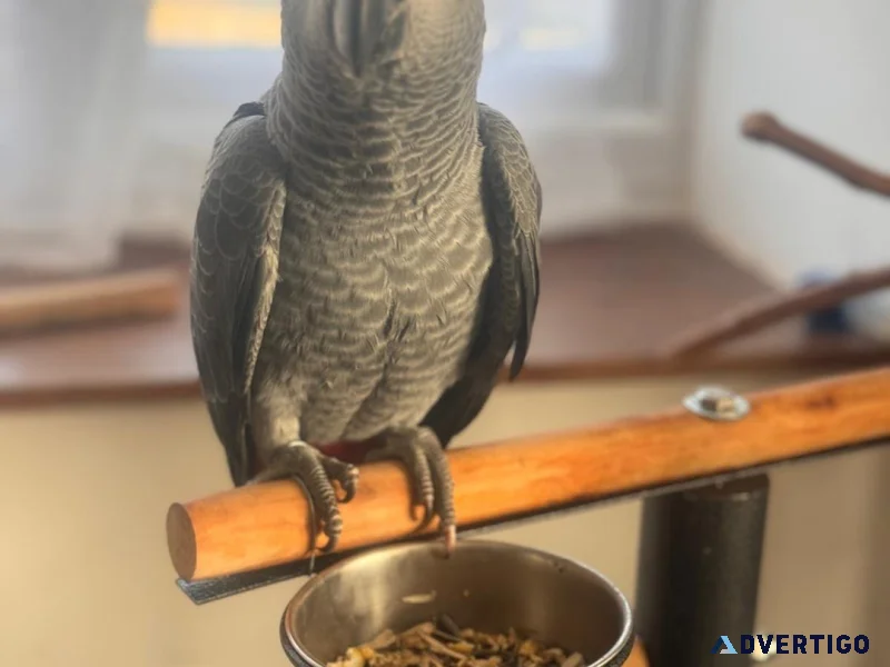 Kinds african gray parrot