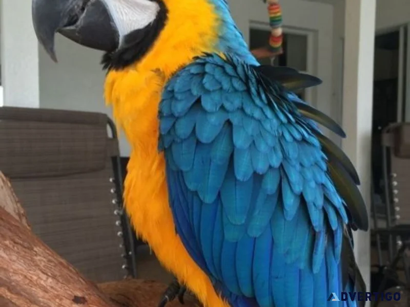 Wonderful blue and gold macaw parrot